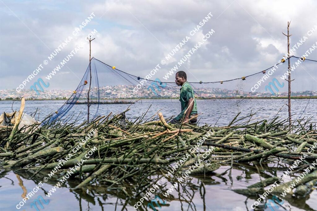 Fisheries and Mangroves in Ghana: Atidza and the Densu Delta Ecosystems